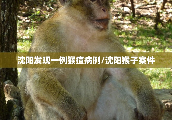 沈阳发现一例猴痘病例/沈阳猴子案件