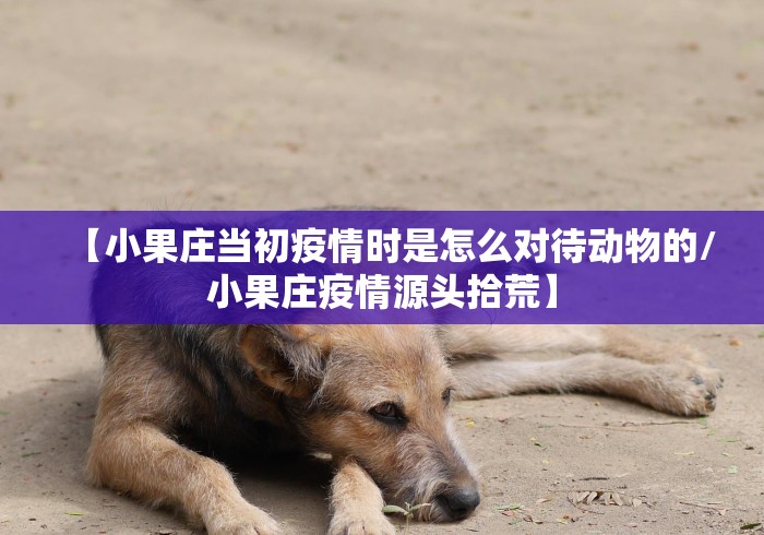 【小果庄当初疫情时是怎么对待动物的/小果庄疫情源头拾荒】