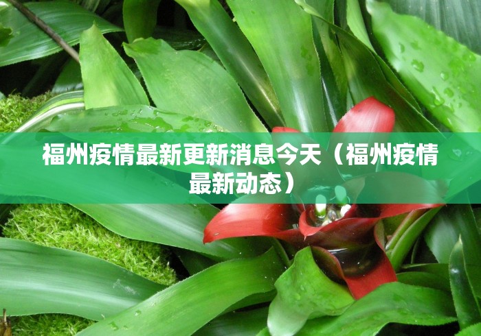 福州疫情最新更新消息今天（福州疫情最新动态）