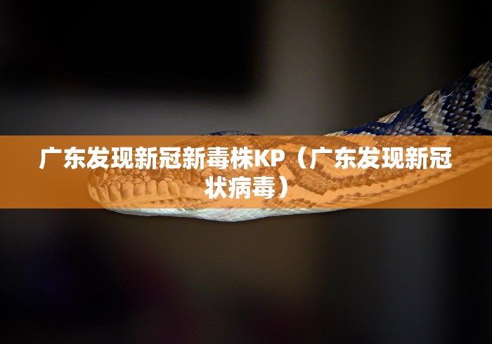 广东发现新冠新毒株KP（广东发现新冠状病毒）