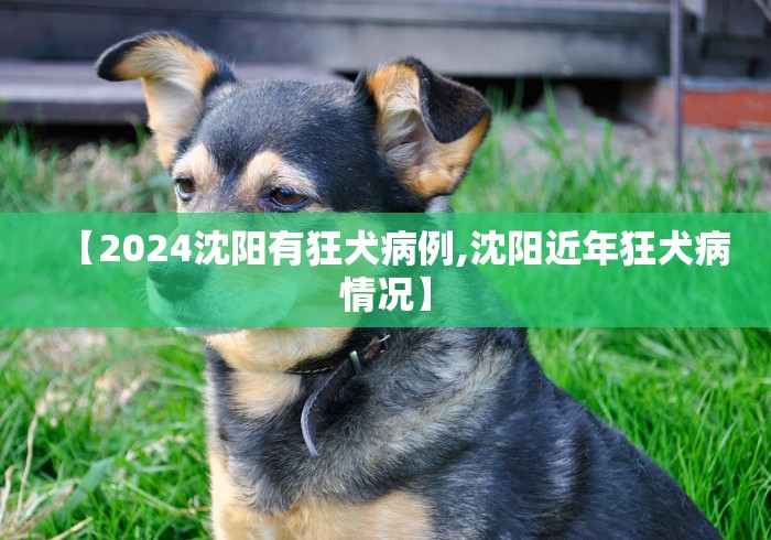 【2024沈阳有狂犬病例,沈阳近年狂犬病情况】